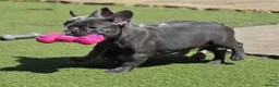 French Bulldog dogs for sale: REDUCED Stunning French Bulldog Pups  - Advert 29