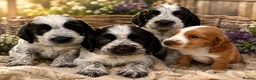 Cocker Spaniel dogs for sale: Cocker spaniel puppies  in Godalming - Advert 1