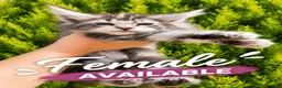 Maine Coon cats for sale: Pedigree gccf registered maine coon kittens - Advert 2