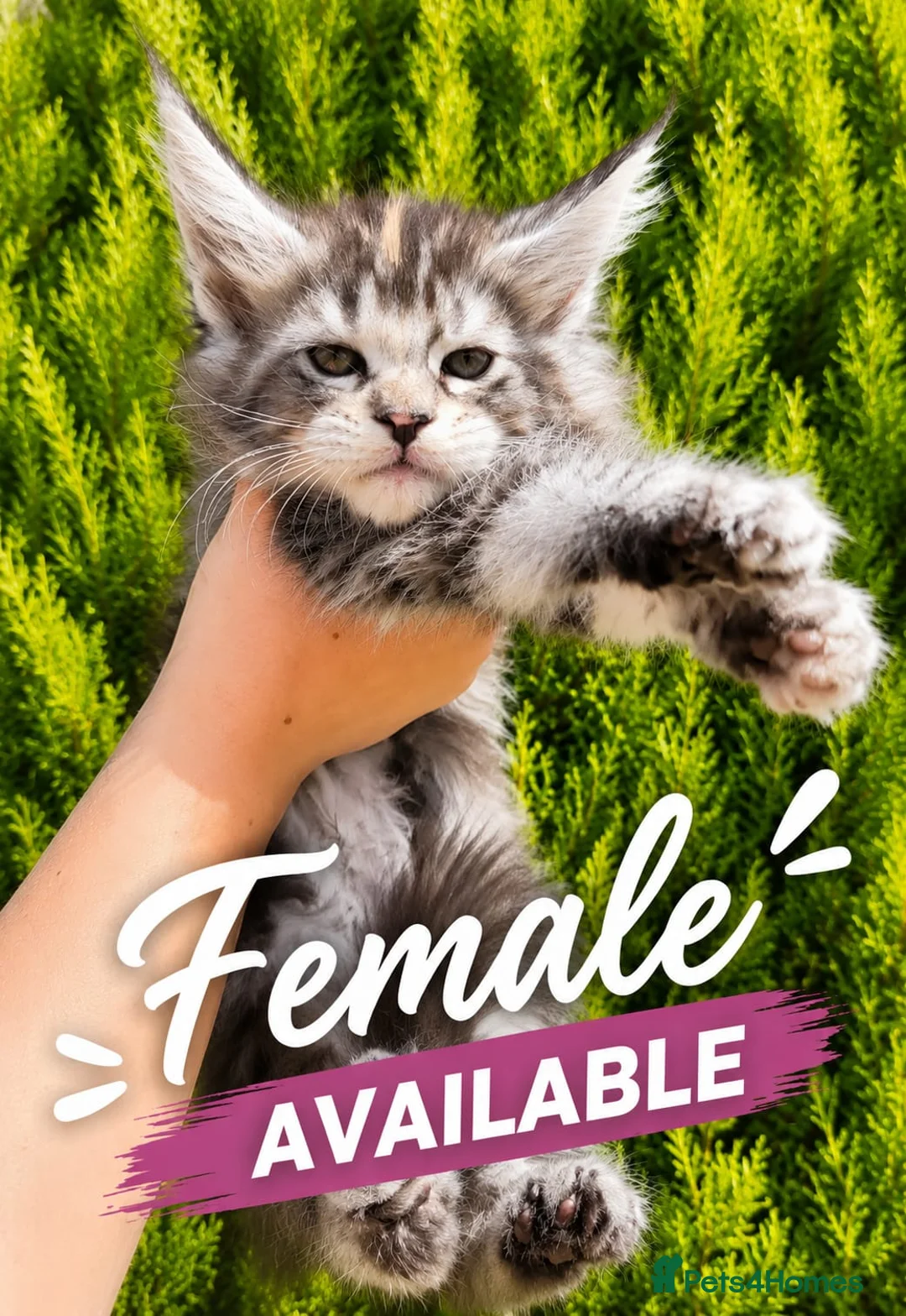 Maine Coon cats for sale: Pedigree gccf registered maine coon kittens - Advert 2