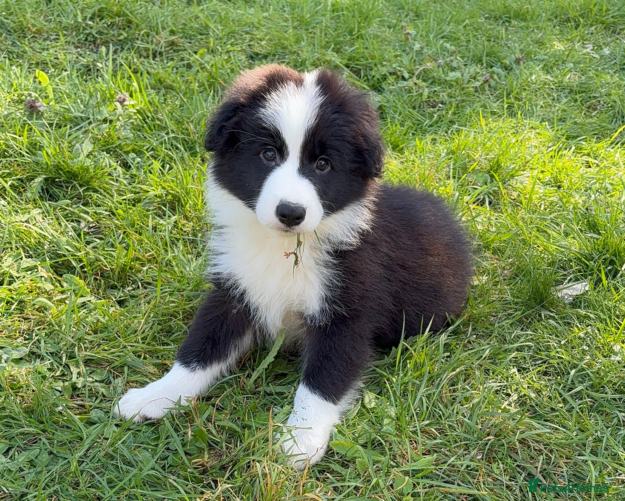 Border Collie dogs Exceptional KC Reg Border collie pups - Advert 16