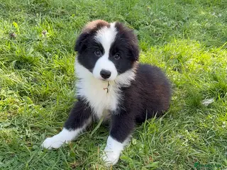 Border Collie dogs Exceptional KC Reg Border collie pups - Advert 16