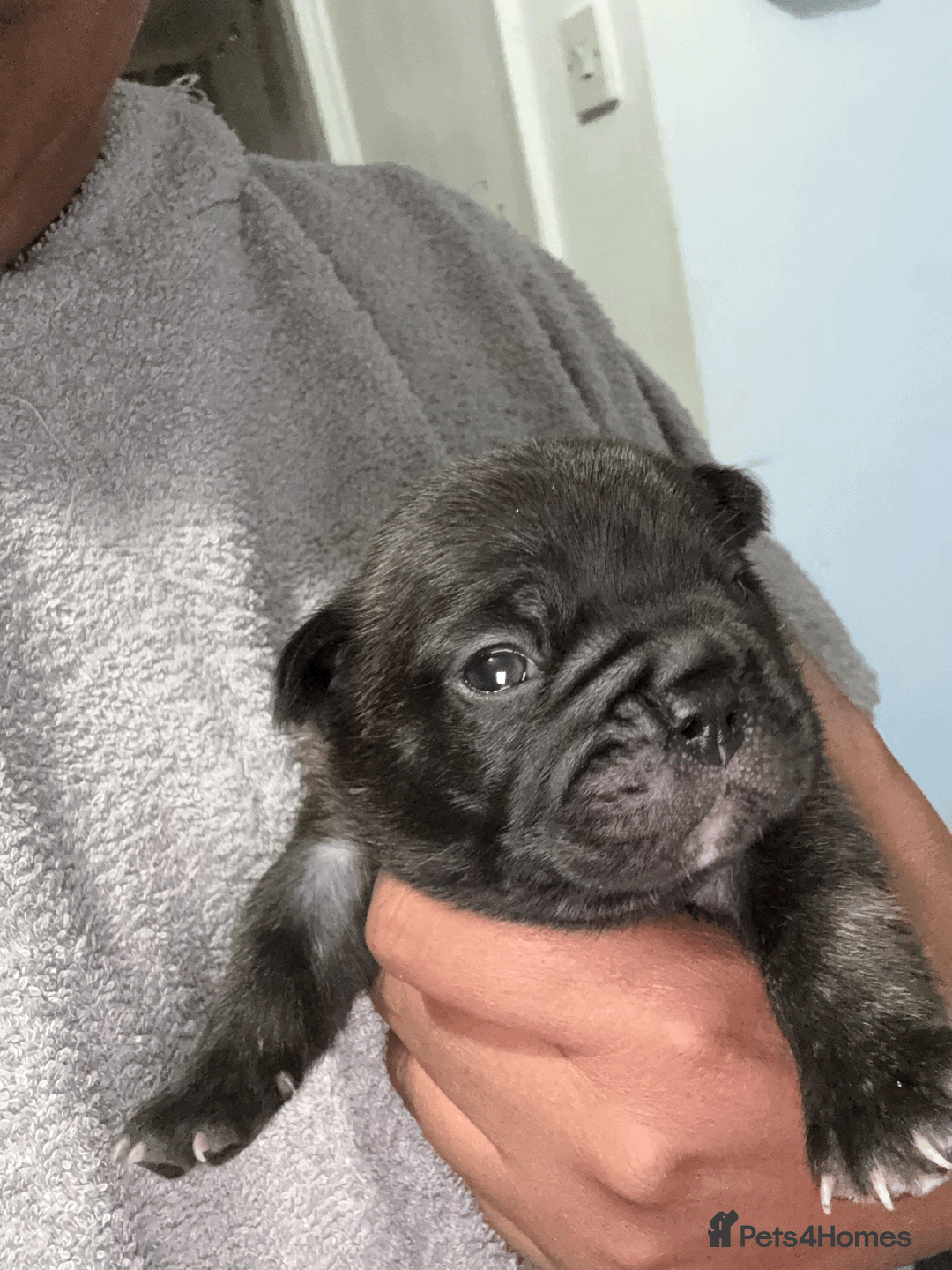 French Bulldog dogs for sale: Adorable KC registered French Bulldog puppies - Image 8