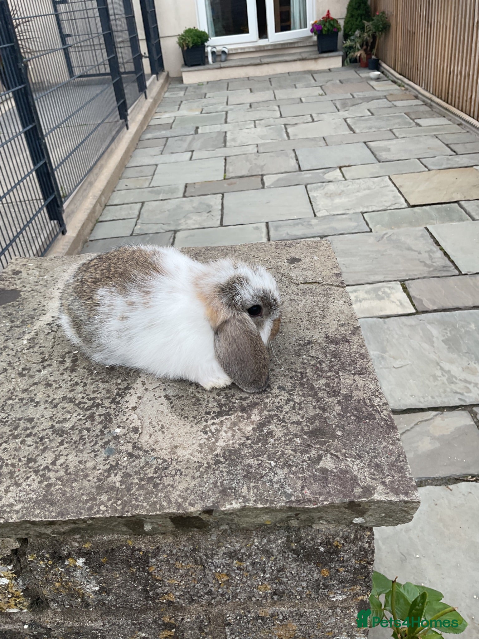 Mini Lop rabbits Pure bred mini lop boy  - Advert 1