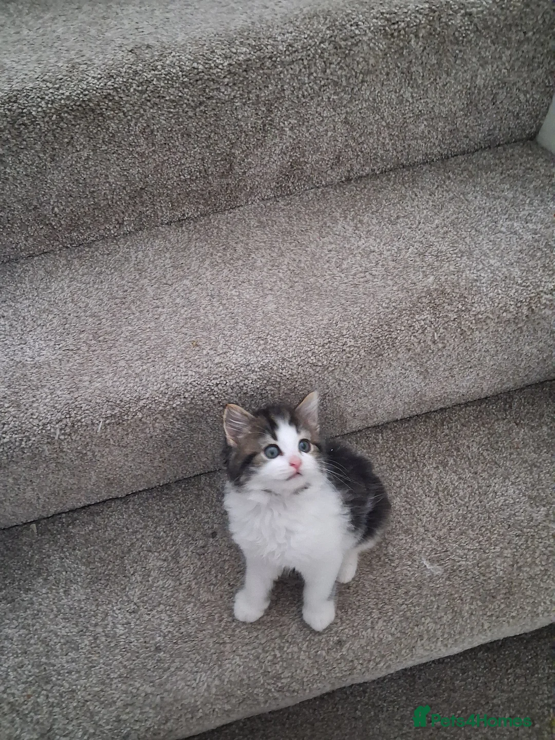 British Shorthair cats for sale: British Shorthair kittens cross  - Advert 2