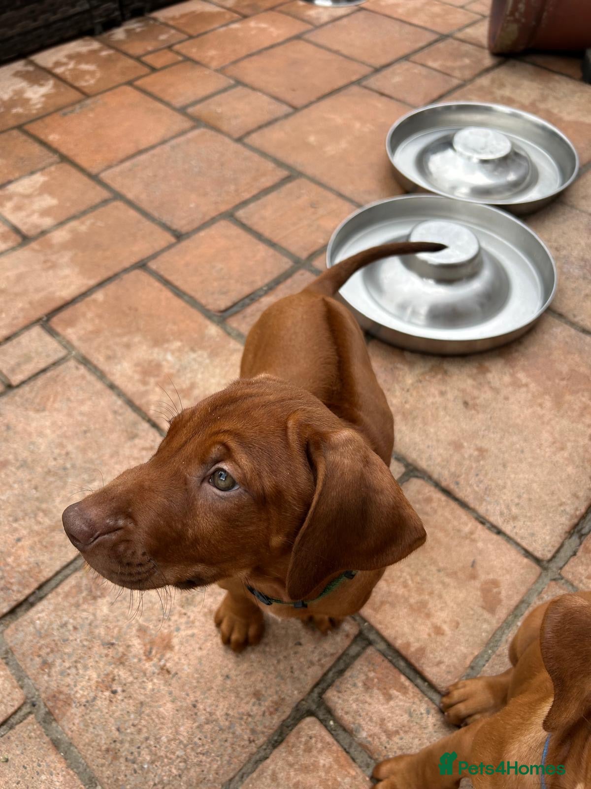 Rhodesian Ridgeback dogs KC Registered RR Ready for forever Homes 1st July - Advert 2