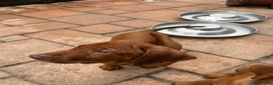 Rhodesian Ridgeback Puppy 9