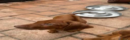 Rhodesian Ridgeback dogs for sale: KC Registered RR Ready for forever Homes 1st July - Advert 22