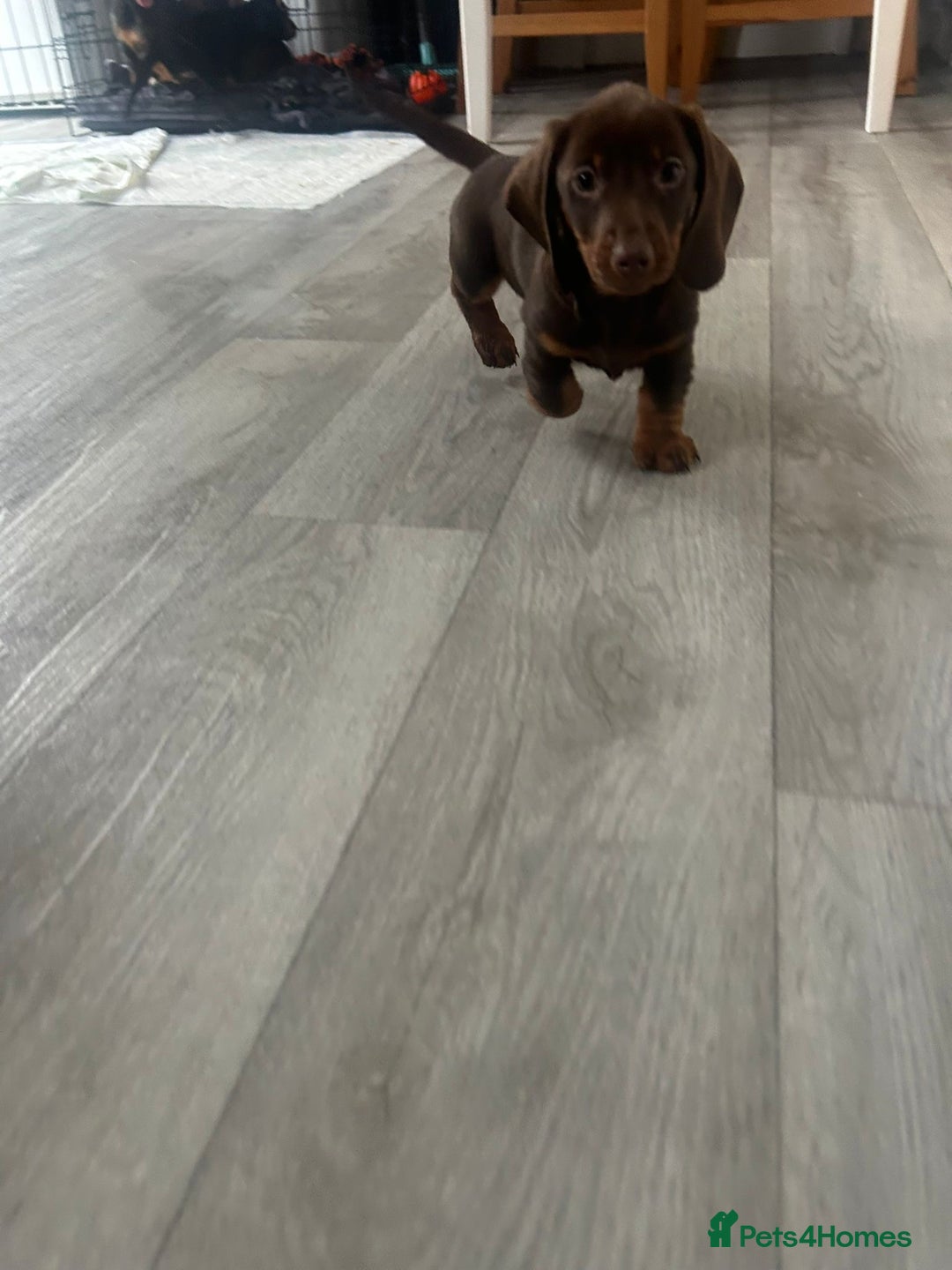 Dachshund dogs for sale: Dachshund puppy - Advert 6