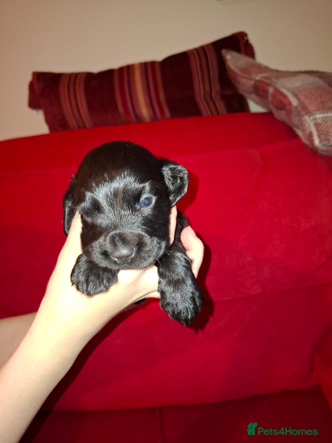 Cocker Spaniel dogs for sale: KC Registered Working Cocker Spaniel Puppies - Advert 3