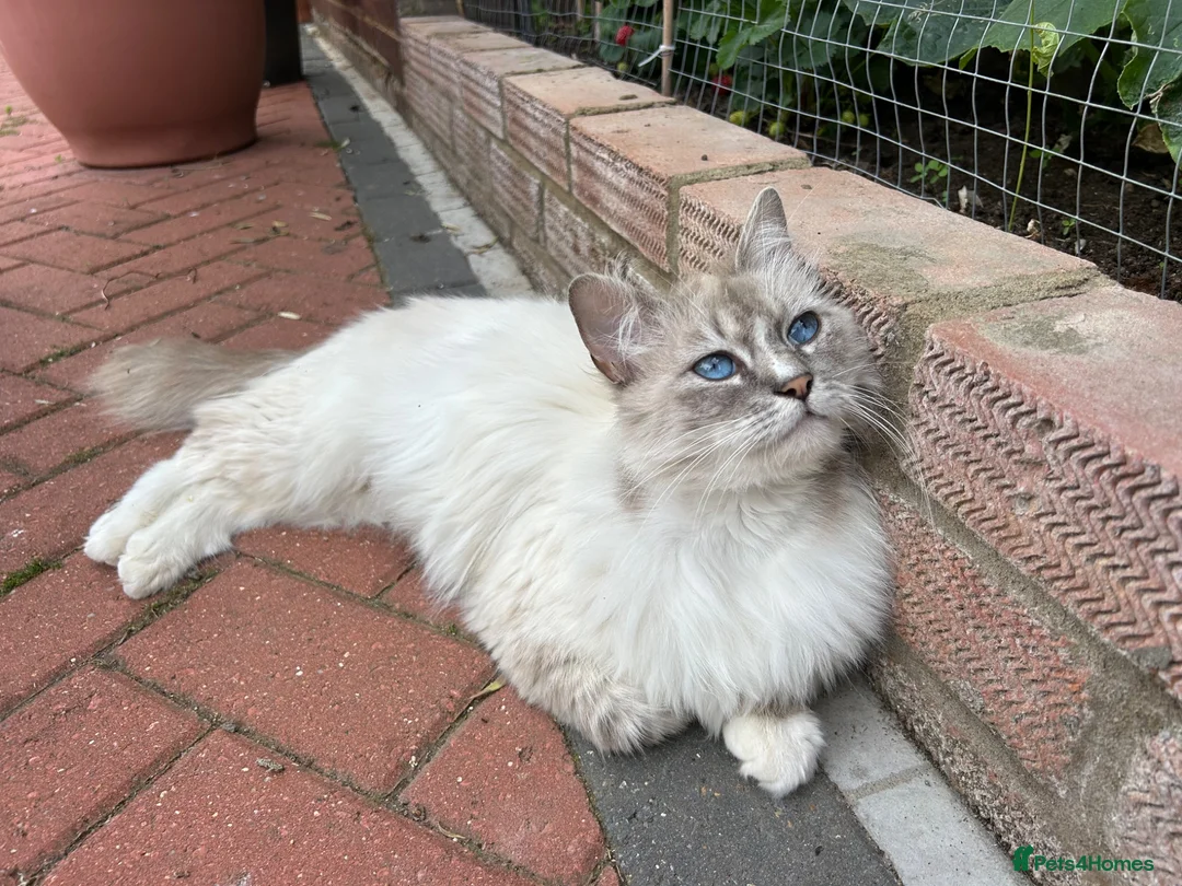 Mixed Breed cats for sale: Ragdoll - Mixed - Advert 1