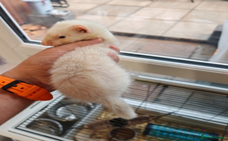 Ferret rodents - Advert 5