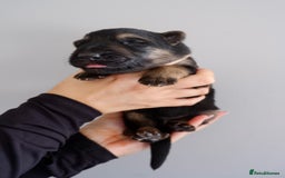 German Shepherd dogs for sale: 7 CHUNKY GERMAN SHEPHERD PUPPIES KC REGISTERED - Image 1