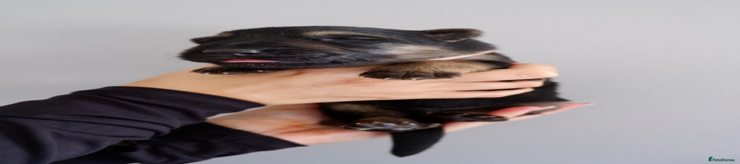 German Shepherd Puppy 1