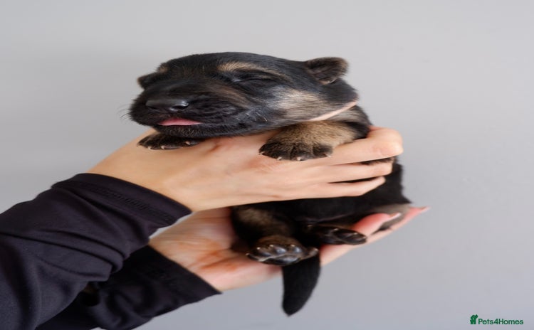 German Shepherd dogs - Advert 7