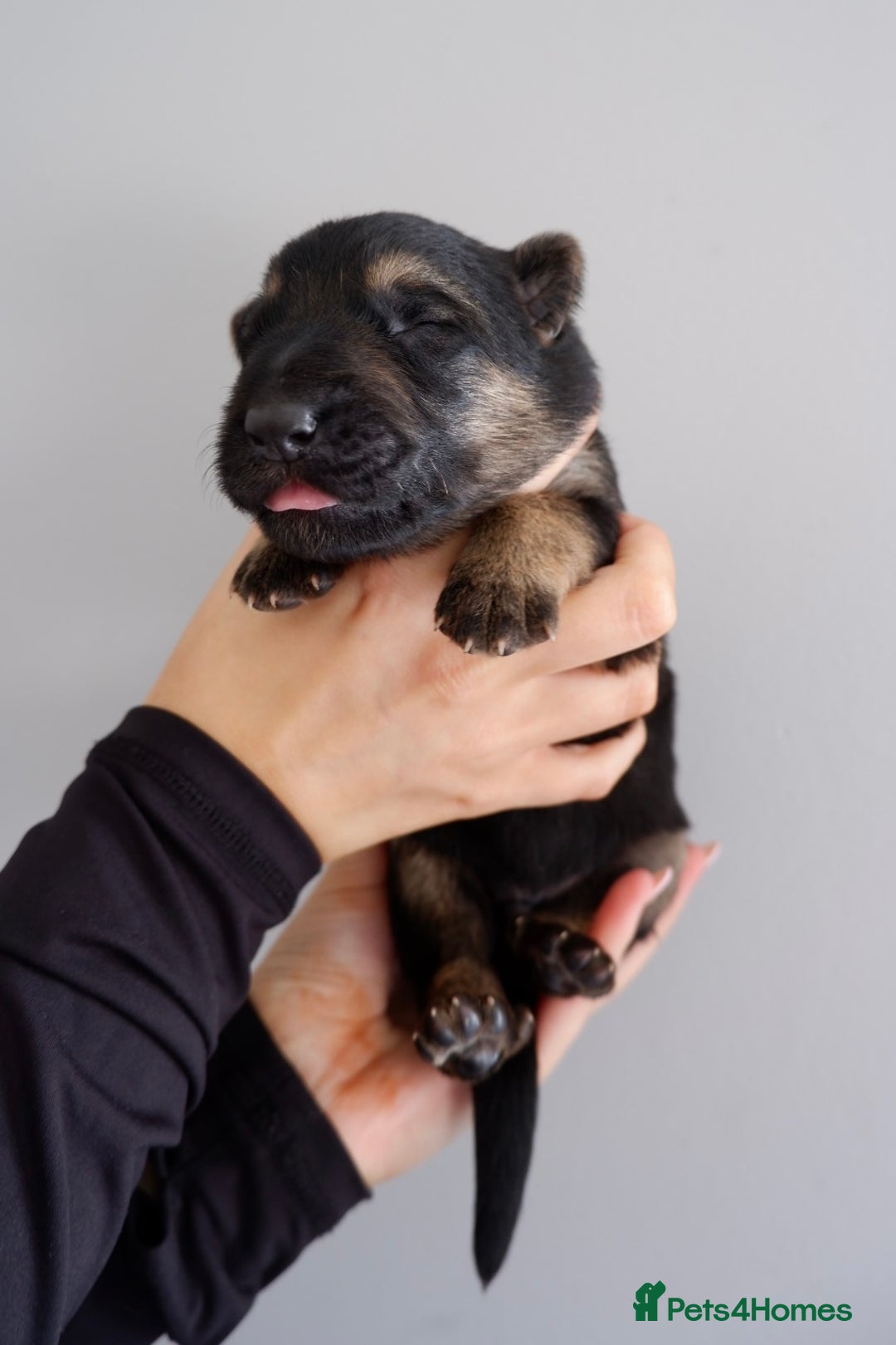 German Shepherd dogs for sale: 7 CHUNKY GERMAN SHEPHERD PUPPIES KC REGISTERED - Image 1