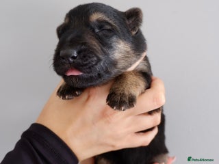 German Shepherd dogs - Advert 27