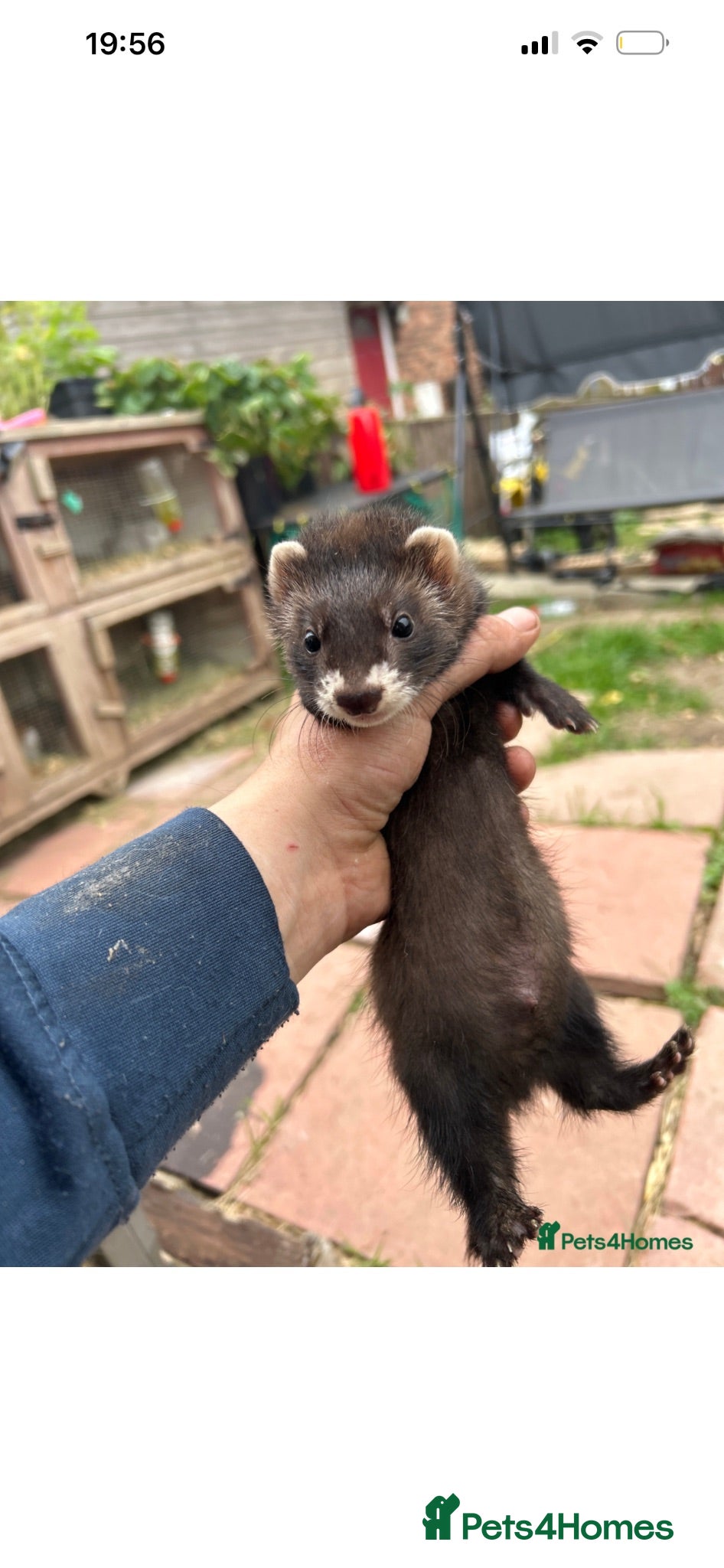Ferret rodents Micro eu ferrets at 9Weeks old another litter at 8 - Advert 1