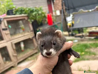 Ferret rodents Micro eu ferrets at 9Weeks old another litter at 8 - Advert 1