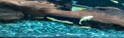 Plecos fish for sale: Blue-eyed lemon bristlenose Pleco juvenile  in Southampton - Advert 6