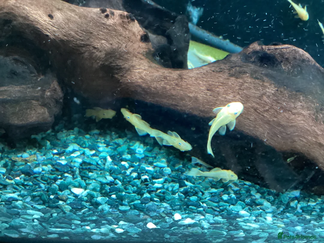 Plecos fish for sale: Blue-eyed lemon bristlenose Pleco juvenile  - Advert 9