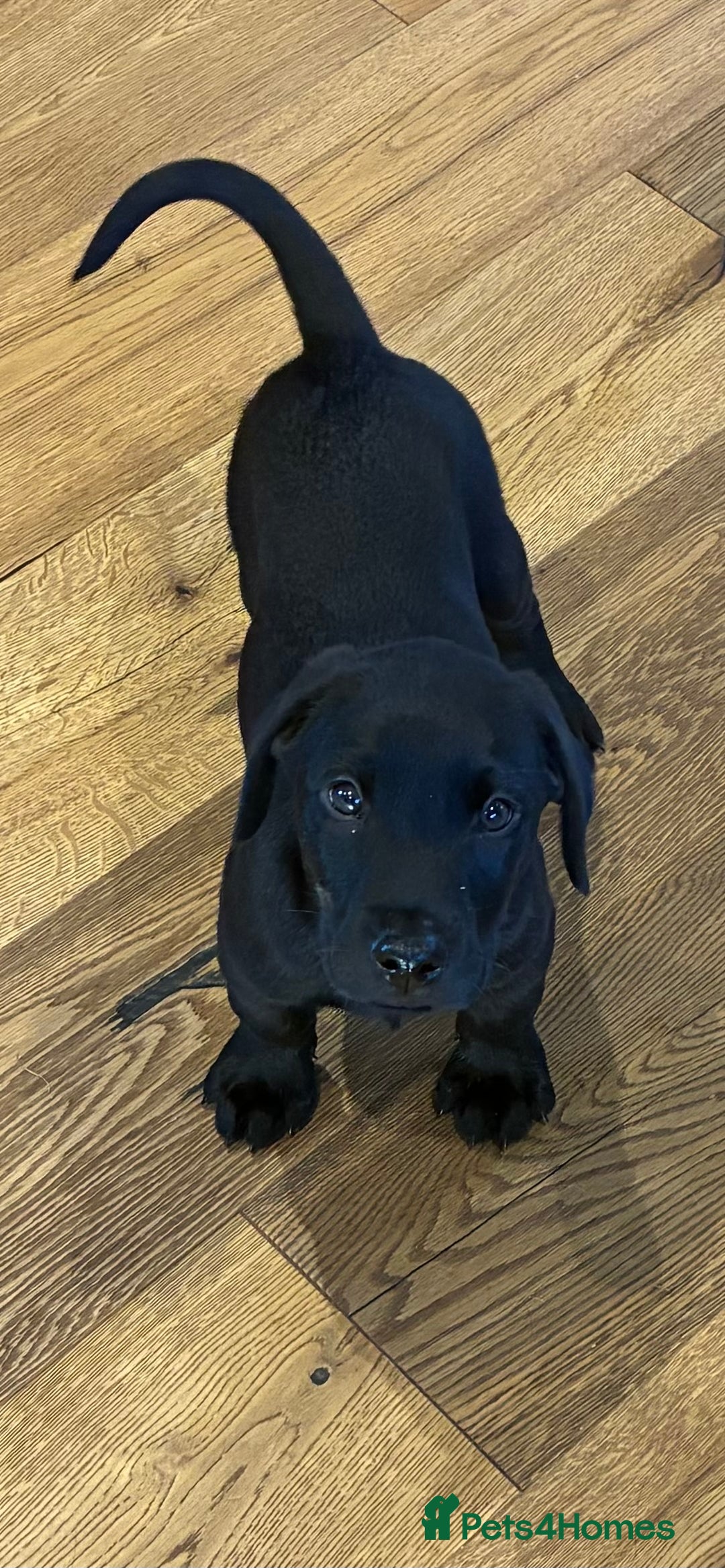 Labrador Retriever dogs for sale: Gorgeous boy looking for forever home - Image 2