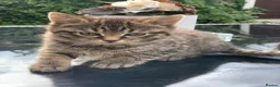 Toyger cats for sale: Tabby kittens  - Advert 2