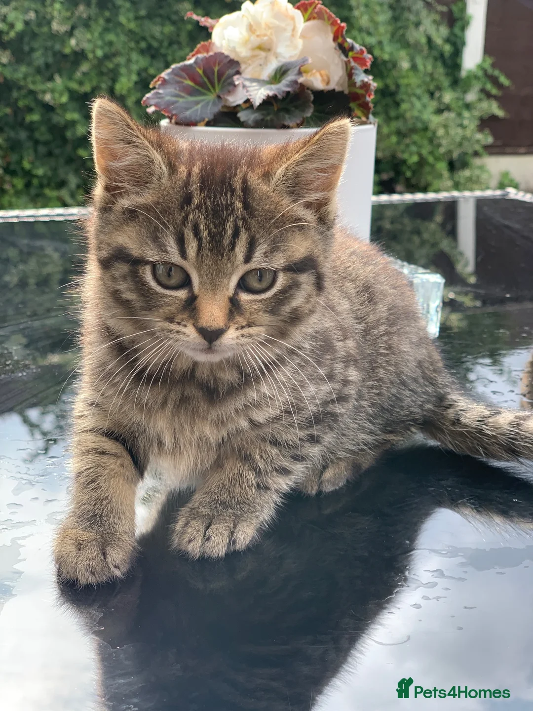 Toyger cats for sale: Tabby kittens  - Advert 2