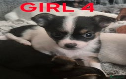 Mixed Breed dogs for sale: Miniature Jack Russell x Chihuahua Pups - Image 3