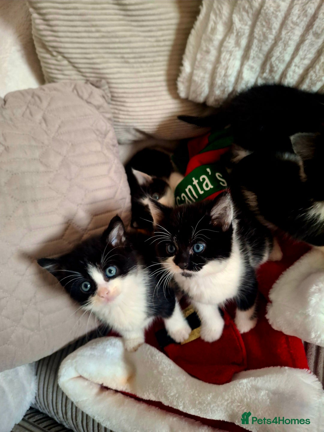 Mixed Breed cats for sale: READY FOR XMAS 🎄🖤🤍 - Advert 2