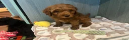 Cockapoo dogs for sale: Cockapoo Puppies- only 1 remaining - ready now  - Advert 13