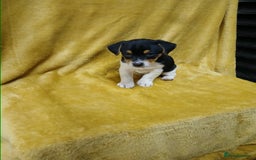 Jack Russell dogs for sale: Jack Russell puppies  - Image 2