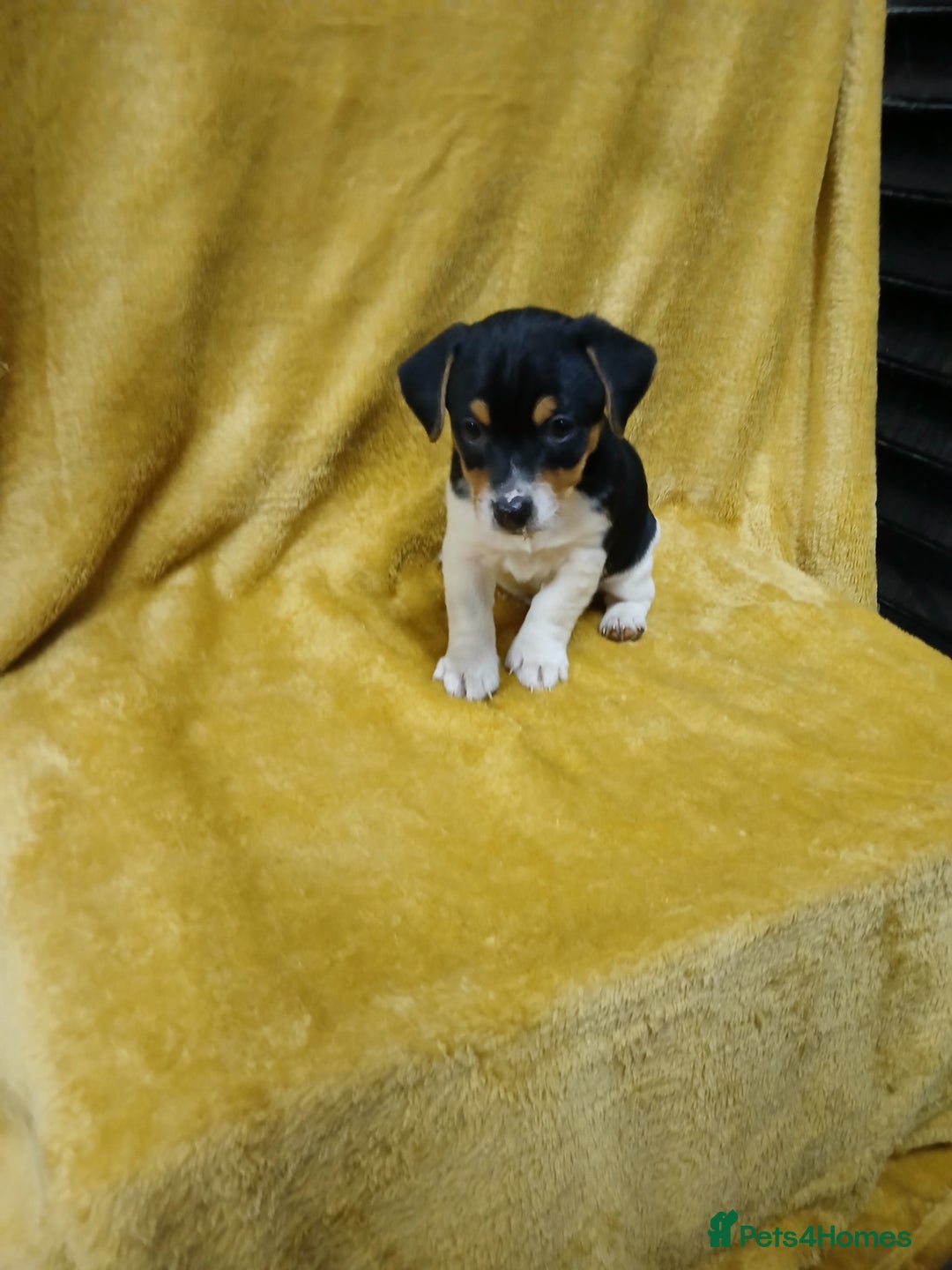 Jack Russell dogs for sale: Jack Russell puppies  - Image 2
