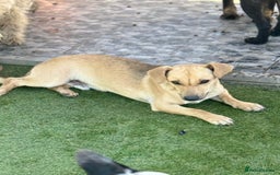 Mixed Breed dogs for adoption: Little Hugo looking for LOVE  - Image 7
