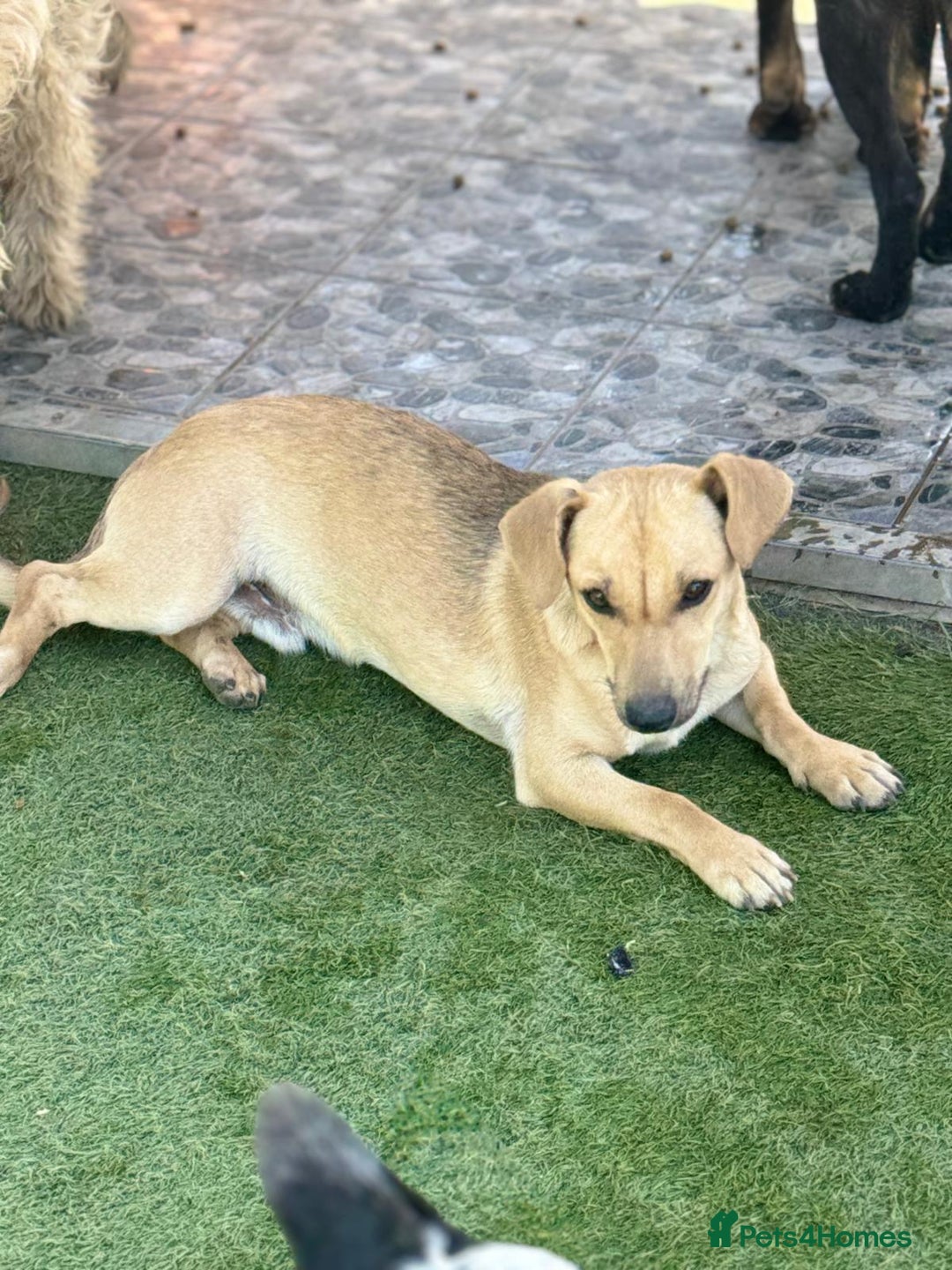 Mixed Breed dogs for adoption: Little Hugo looking for LOVE  - Image 7