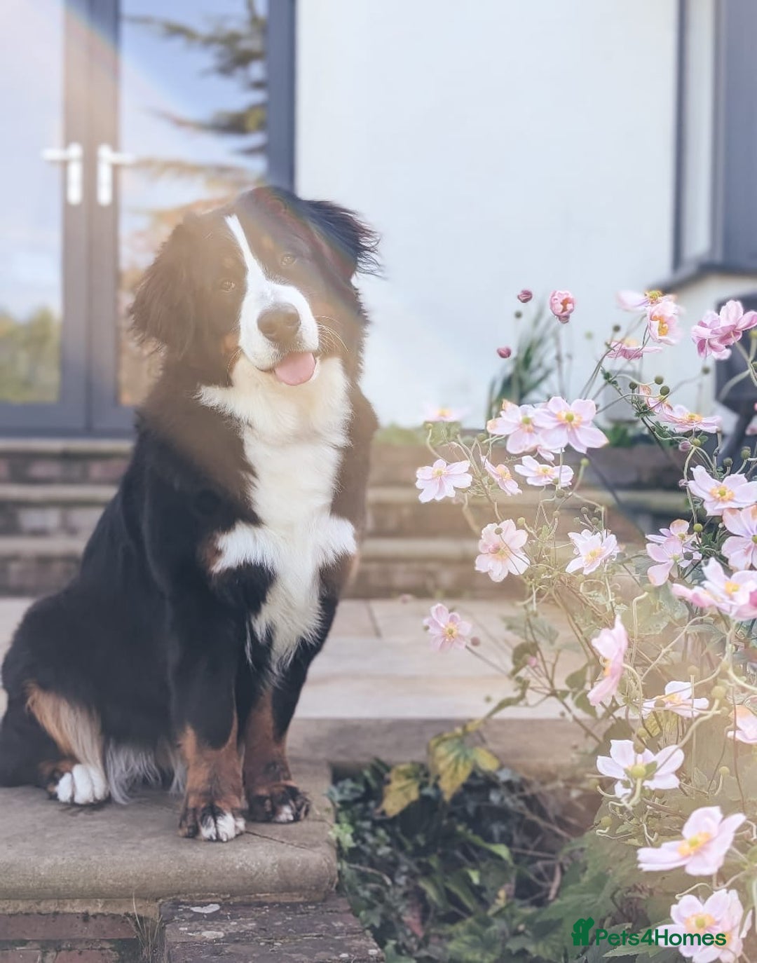 Bernese Mountain Dog dogs for sale: 1yr old female Bernese mountain dog  - Advert 2