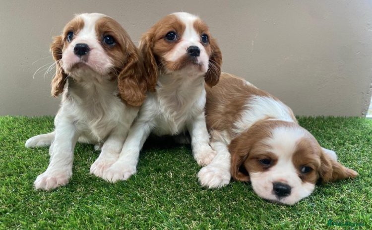 Cavalier King Charles Spaniel dogs - Advert 7