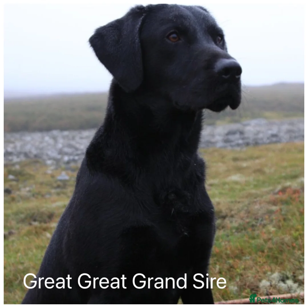 Labrador Retriever dogs for sale: Stunning KC pups, health tested&excellent lineage - Advert 21