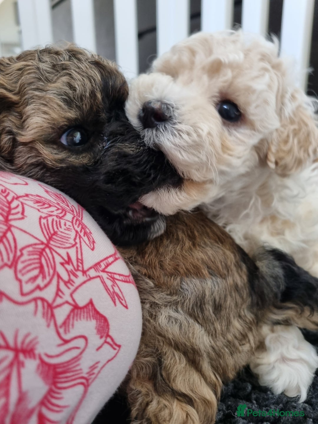 Maltipoo dogs for sale: Rare F2 Toy Maltipoos, DNA Clear + Basic Training - Image 32