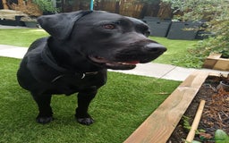 Labrador Retriever dogs for stud: Black Labrador Retriever for stud in Dudley - Image 2