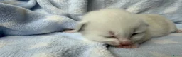 Ragdoll cats for sale: Stunning Ragdoll kittens Blue & Lilac Mitted boys  - Advert 7