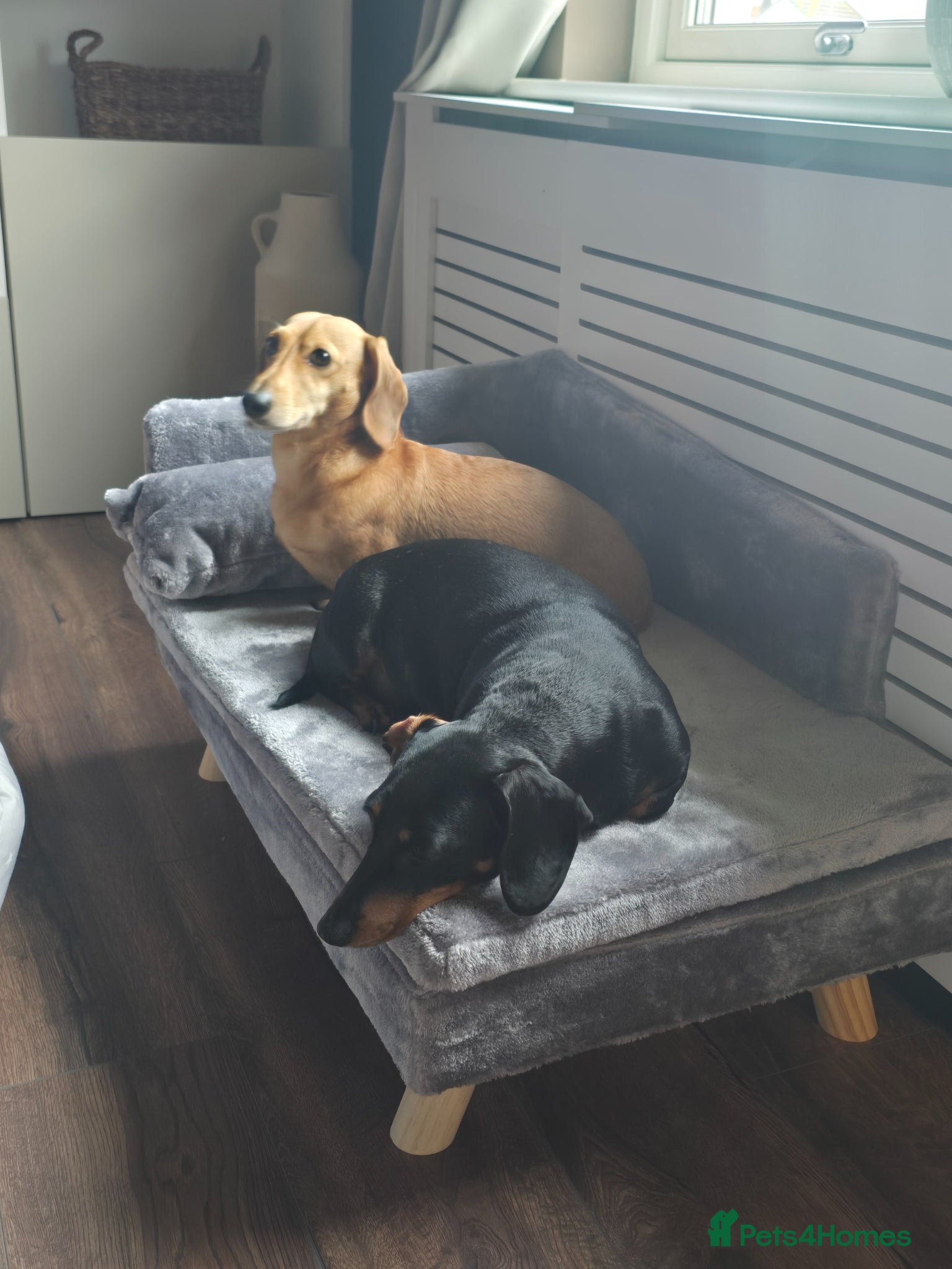 Dachshund dogs  Adult dogs, adoption together preferably.  - Advert 1