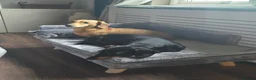 Dachshund dogs for sale:  Adult dogs, adoption together preferably.  - Advert 1