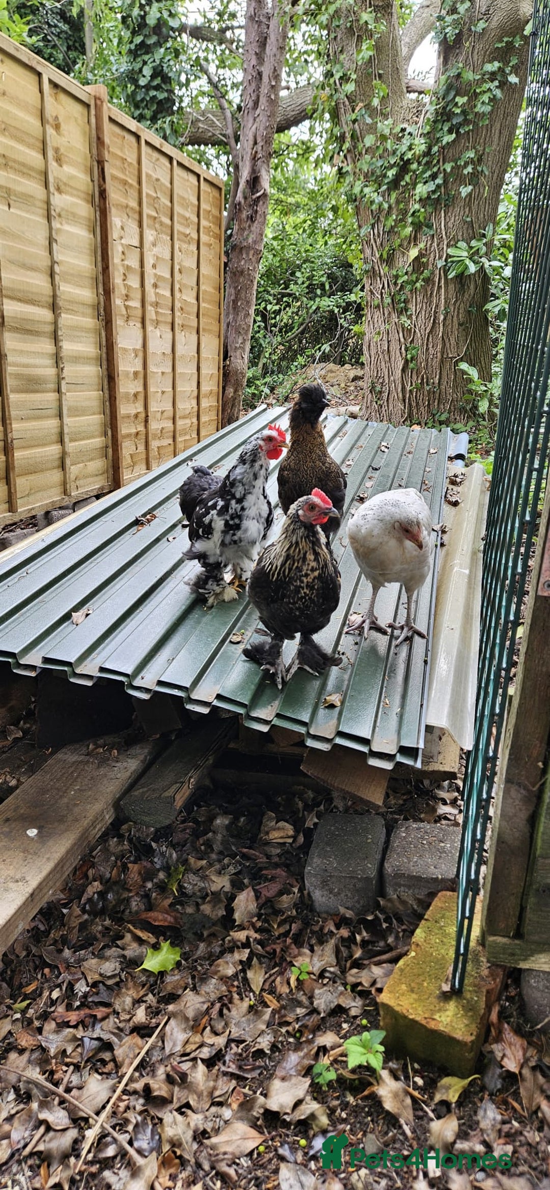 Hens poultry for sale: Pure Breed Bantom Hens - Image 4