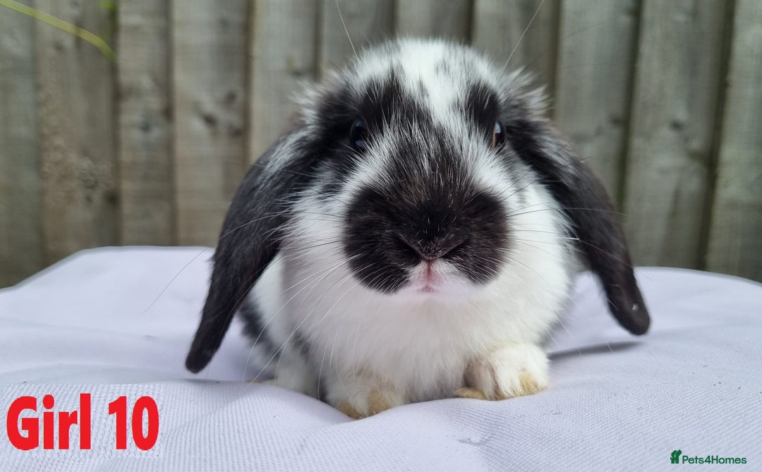 Mini Lop rabbits for sale: Gorgeous Mini Lop X French Bunnies Ready to Go! - Image 35