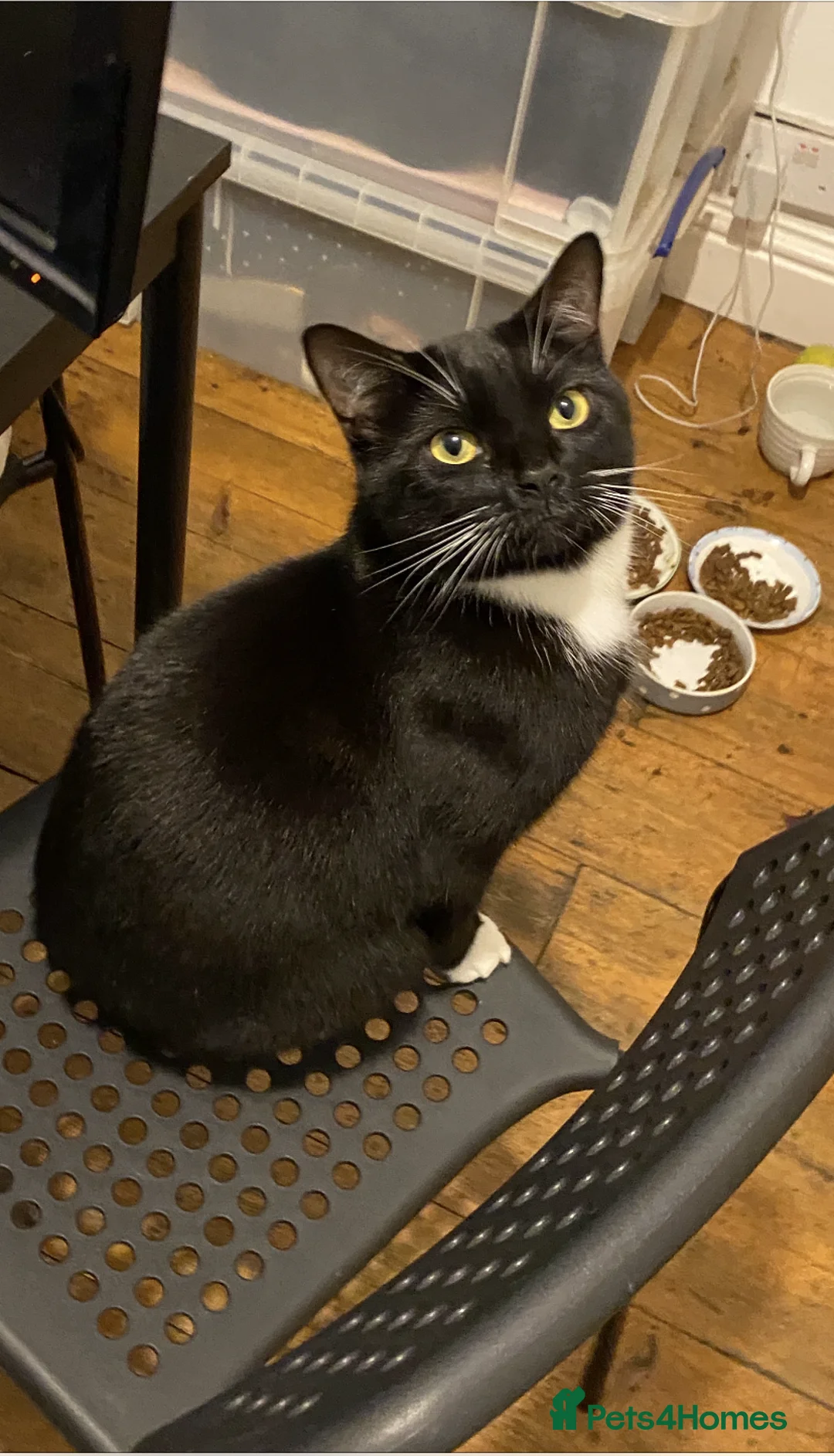 Domestic Shorthair cats for sale: Sweet Family of Three Cats Seeking a Caring Home - Advert 7