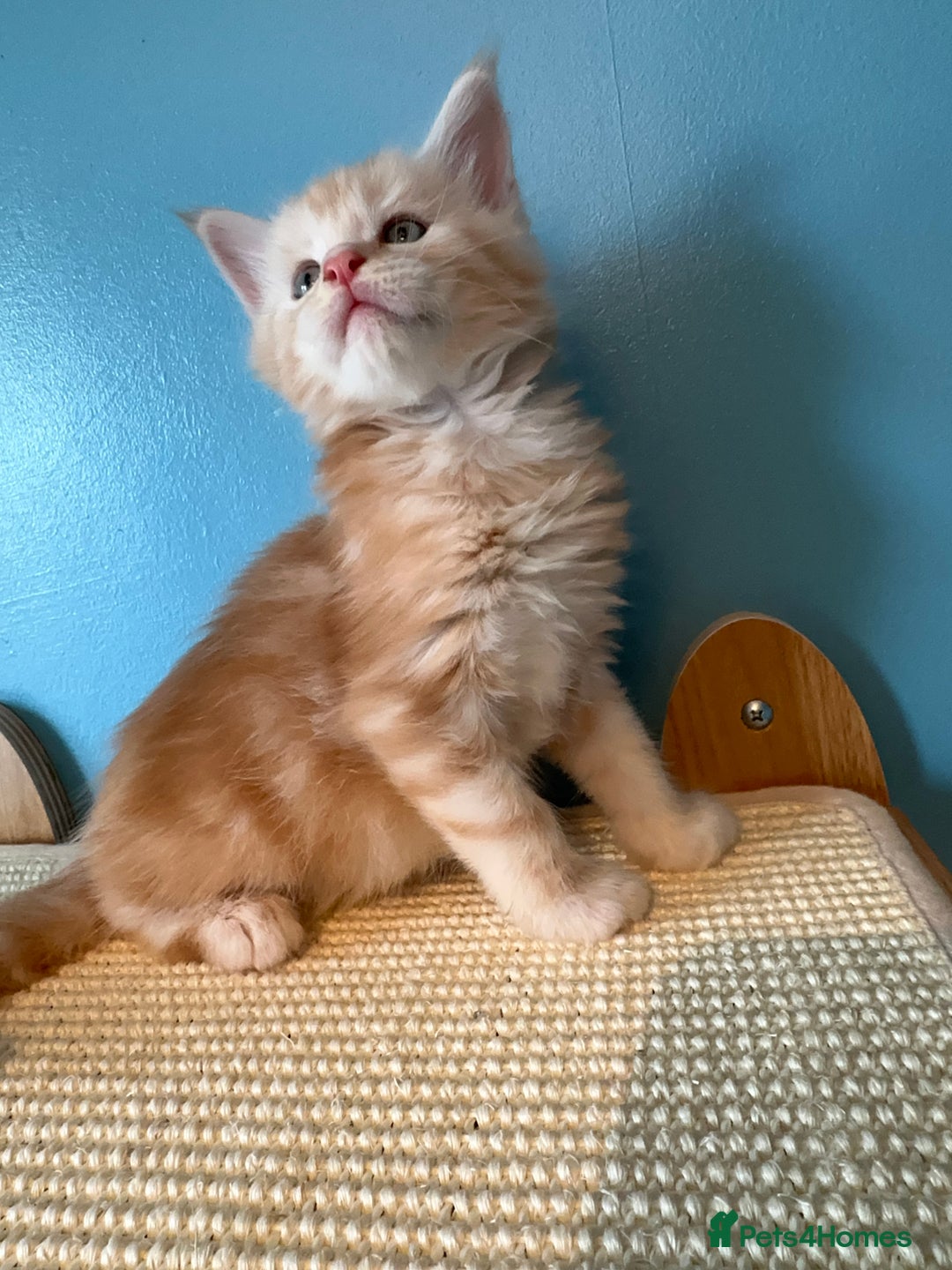 Maine Coon cats for sale: GCCF Maine coon kittens  - Image 11
