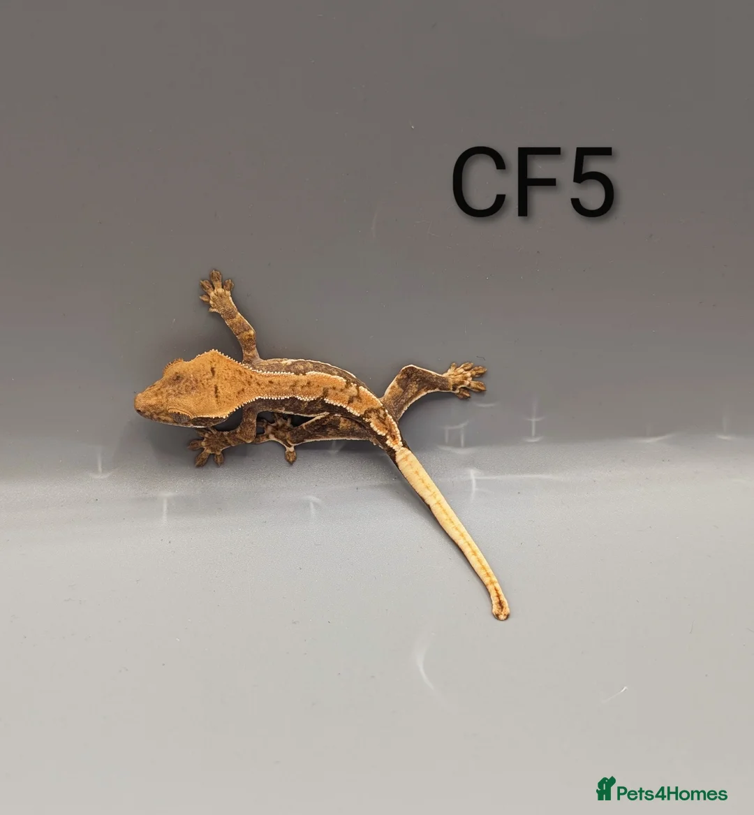 Gecko reptiles for sale: Red Tri Coloured Lily White Crested Gecko CB25  - Advert 4