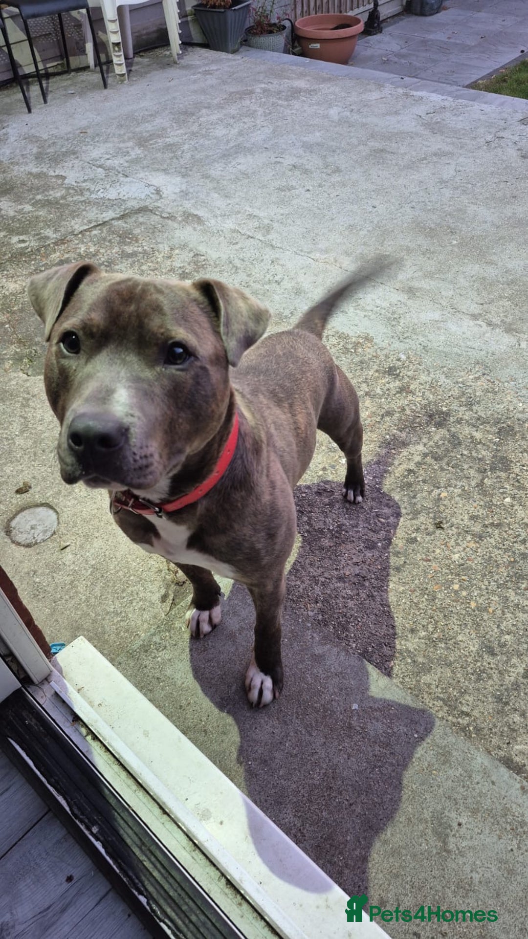 Staffordshire Bull Terrier dogs for sale: Staffy blue/brown for sale  1yr and 4mths - Advert 3