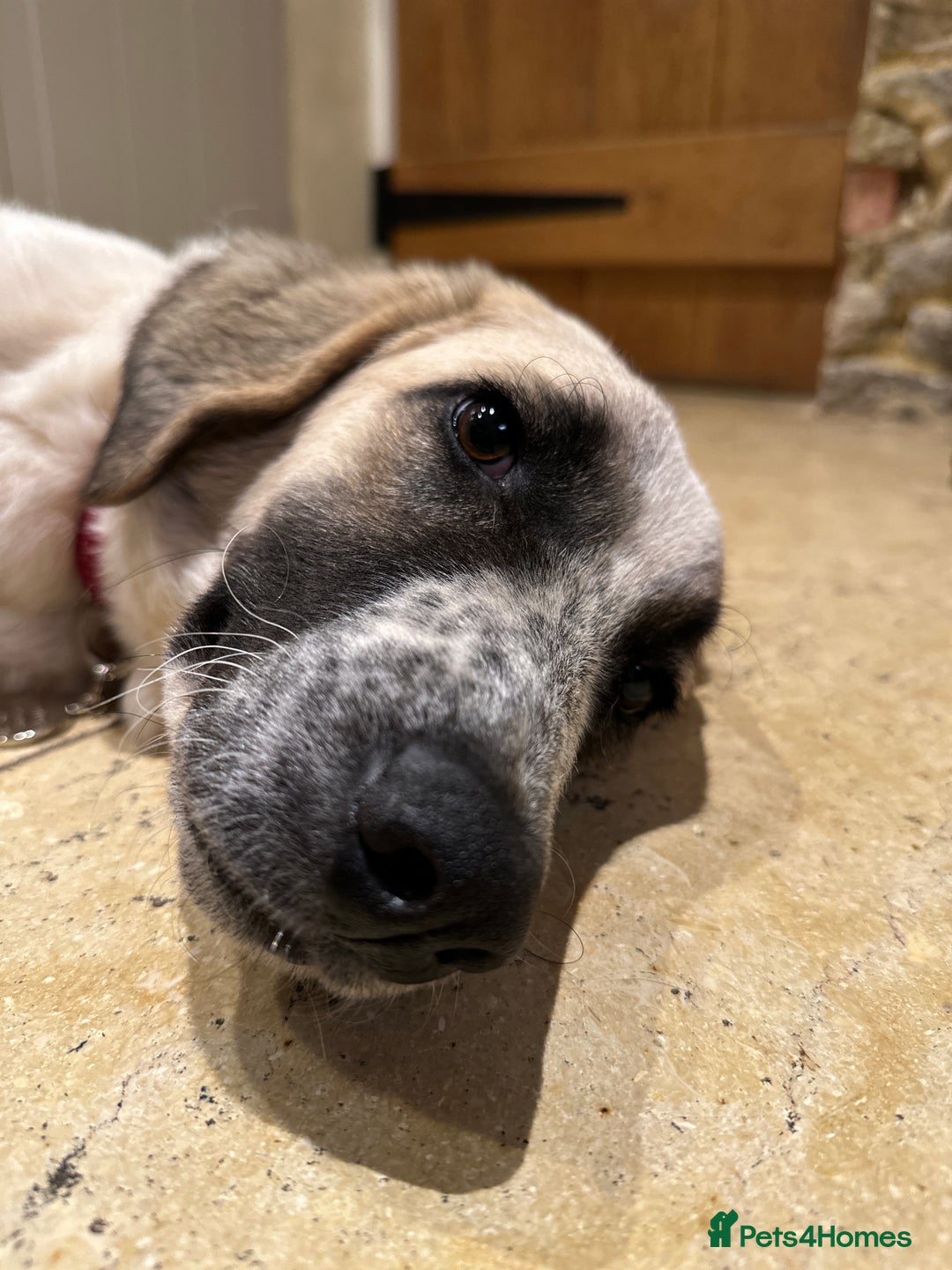 Mixed Breed dogs for adoption: Amara: Beautiful Soul Seeking a Family to Love - Advert 13